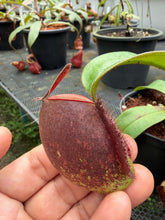 Load image into Gallery viewer, N. ampullaria - Specimen 1