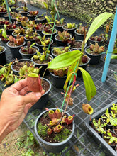 Load image into Gallery viewer, N. ampullaria - Specimen 2