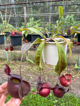 Load image into Gallery viewer, N. viking x ampullaria 'Black Miracle'