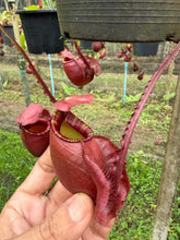 Load image into Gallery viewer, N. mirabilis var. 'Trang-Bizarre' x (viking x ampullaria) - Specimen 2