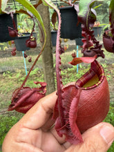 Load image into Gallery viewer, N. mirabilis var. 'Trang-Bizarre' x (viking x ampullaria) - Specimen 2