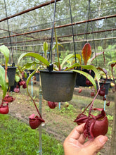 Load image into Gallery viewer, N. mirabilis var. 'Trang-Bizarre' x (viking x ampullaria) - Specimen 2