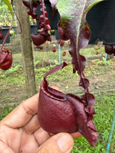 Load image into Gallery viewer, N. Hookeriana x ((mirabilis var. 'Trang-Bizarre' x (viking x ampullaria 'Black Miracle')) - Specimen 2