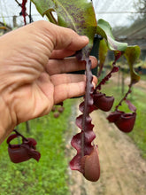 Load image into Gallery viewer, N. Hookeriana x ((mirabilis var. 'Trang-Bizarre' x (viking x ampullaria 'Black Miracle')) - Specimen 2