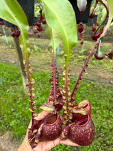 Load image into Gallery viewer, N. Hookeriana x ((mirabilis var. 'Trang-Bizarre' x (viking x ampullaria 'Black Miracle')) - Specimen 3