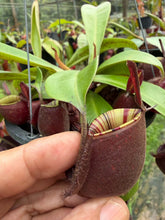 Load image into Gallery viewer, N. viking x (viking x ampullaria 'Black Miracle') - Specimen 1
