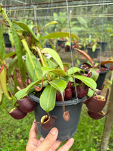 Load image into Gallery viewer, N. viking x (viking x ampullaria 'Black Miracle') - Specimen 1