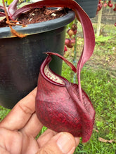Load image into Gallery viewer, N. rafflesiana x ((mirabilis var. 'Trang-Bizarre) x (viking x ampullaria)) - Specimen 1