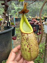 Load image into Gallery viewer, N.burbidgeae x veitchii