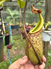 Load image into Gallery viewer, N.burbidgeae x veitchii