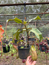 Load image into Gallery viewer, N.burbidgeae x veitchii