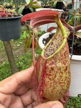 Load image into Gallery viewer, N.hirsuta x rafflesiana
