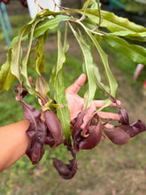 Load image into Gallery viewer, N. mirabilis var. 'Trang-Bizarre' x ampullaria 'Black Miracle'