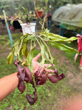 Load image into Gallery viewer, N. mirabilis var. 'Trang-Bizarre' x ampullaria 'Black Miracle'