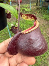 Load image into Gallery viewer, N.(viking x Hookeriana) x (viking x ampullaria 'Black Miracle') - Specimen 1