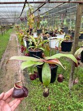 Load image into Gallery viewer, N.(viking x Hookeriana) x (viking x ampullaria 'Black Miracle') - Specimen 1