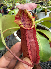 Load image into Gallery viewer, N. northiana x veitchii - Specimen 1