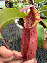 Load image into Gallery viewer, N. northiana x veitchii - Specimen 1