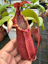 Load image into Gallery viewer, N. northiana x veitchii - Specimen 2