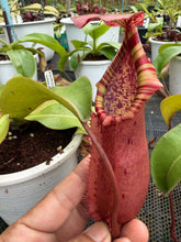 Load image into Gallery viewer, N. northiana x veitchii - Specimen 2