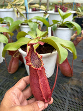 Load image into Gallery viewer, N. northiana x veitchii - Specimen 2