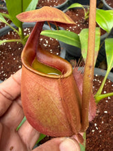 Load image into Gallery viewer, N. bicalcarata - Specimen 1