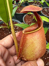 Load image into Gallery viewer, N. bicalcarata - Specimen 1