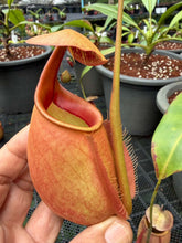 Load image into Gallery viewer, N. bicalcarata - Specimen 2