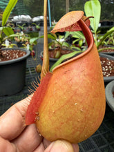 Load image into Gallery viewer, N. bicalcarata - Specimen 2