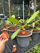 Load image into Gallery viewer, N. bicalcarata - Specimen 2