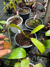 Load image into Gallery viewer, N. rafflesiana x bicalcarata