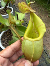 Load image into Gallery viewer, N.veitchii - Specimen 1