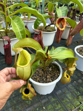 Load image into Gallery viewer, N.veitchii - Specimen 1
