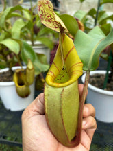 Load image into Gallery viewer, N.veitchii - Specimen 2