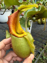 Load image into Gallery viewer, N.veitchii - Specimen 3