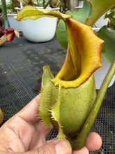 Load image into Gallery viewer, N.veitchii - Specimen 3