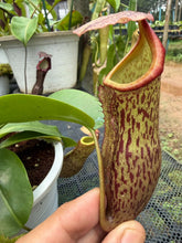 Load image into Gallery viewer, N.campanulata x (boschiana x veitchii) - Specimen 1