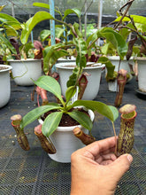 Load image into Gallery viewer, N.campanulata x (boschiana x veitchii) - Specimen 2