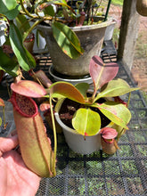 Load image into Gallery viewer, N. northiana x truncata - Specimen 2