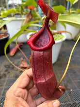 Load image into Gallery viewer, N.thorelii x edwardsiana