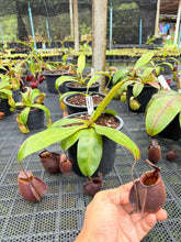 Load image into Gallery viewer, N.bicalcarata x ampullaria 'Black Miracle' - Specimen 1