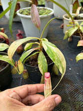 Load image into Gallery viewer, N. mirabilis 'Variegated' - Specimen 2