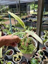 Load image into Gallery viewer, N. gracilis 'Variegated' - Specimen 2