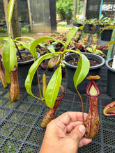 Load image into Gallery viewer, N. maxima x alata - EP Clone - Specimen 1