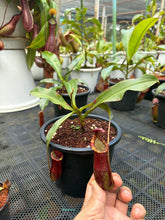 Load image into Gallery viewer, N.mirabilis x veitchii - Specimen 2