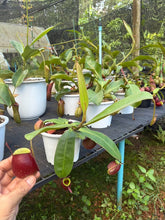Load image into Gallery viewer, N. ampullaria - Specimen 5