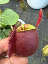Load image into Gallery viewer, N. ampullaria - Specimen 4