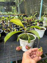 Load image into Gallery viewer, N. viking x ampullaria - Specimen 6