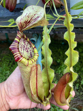 Load image into Gallery viewer, N. mirabilis var 'Trang-Bizarre' x northiana