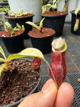 Load image into Gallery viewer, N.mirabilis x (viking x ampullaria 'Black Miracle') 'Variegated'